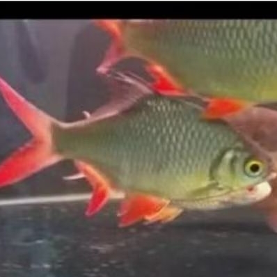 Kaviat Green Bangkok Jumbo 20-25cm Tankmate Pembersih Hiasan Aquarium dan Kolam