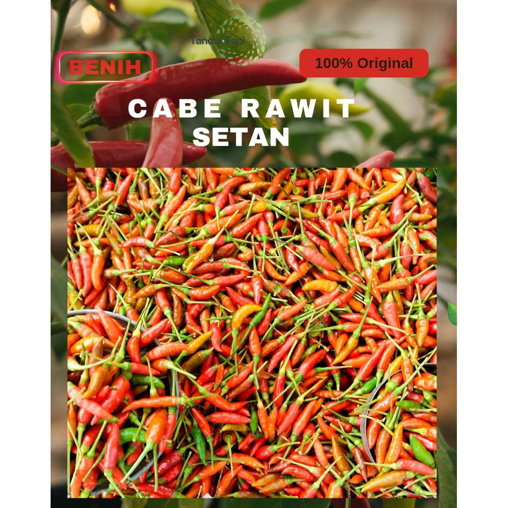 Benih 100g Benih bibit cabe rawit setan unggul |Benih cabe setan super