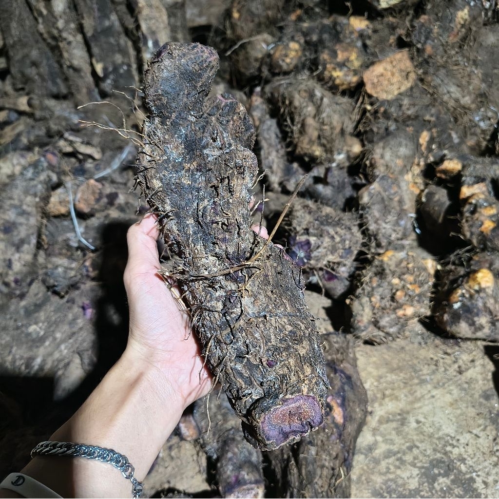 UMBI UWI UNGU ASLI UWI PUTIH GUNUNG KIDUL