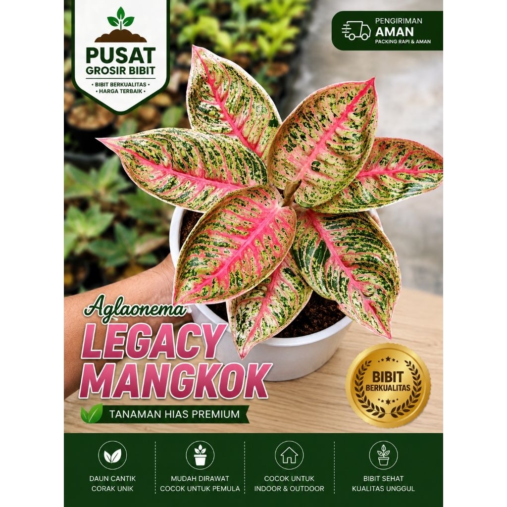 AGLAONEMA LEGACY MANGKOK