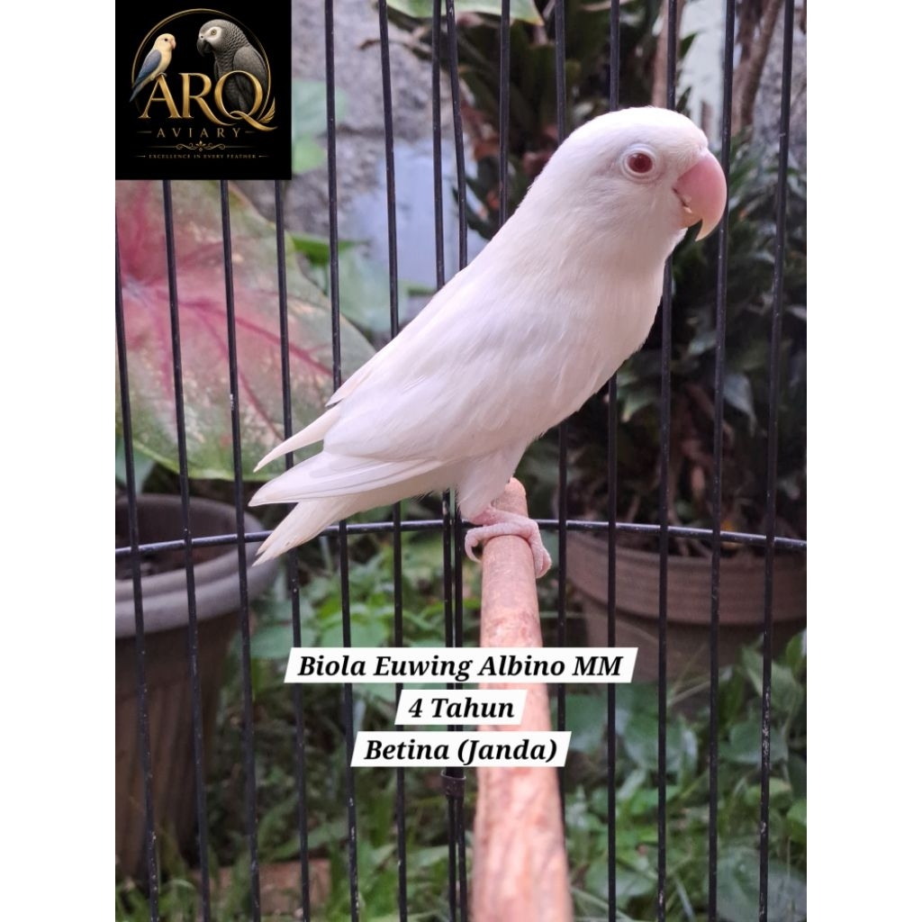 Lovebird Janda Betina Biola Euwing Albino MM