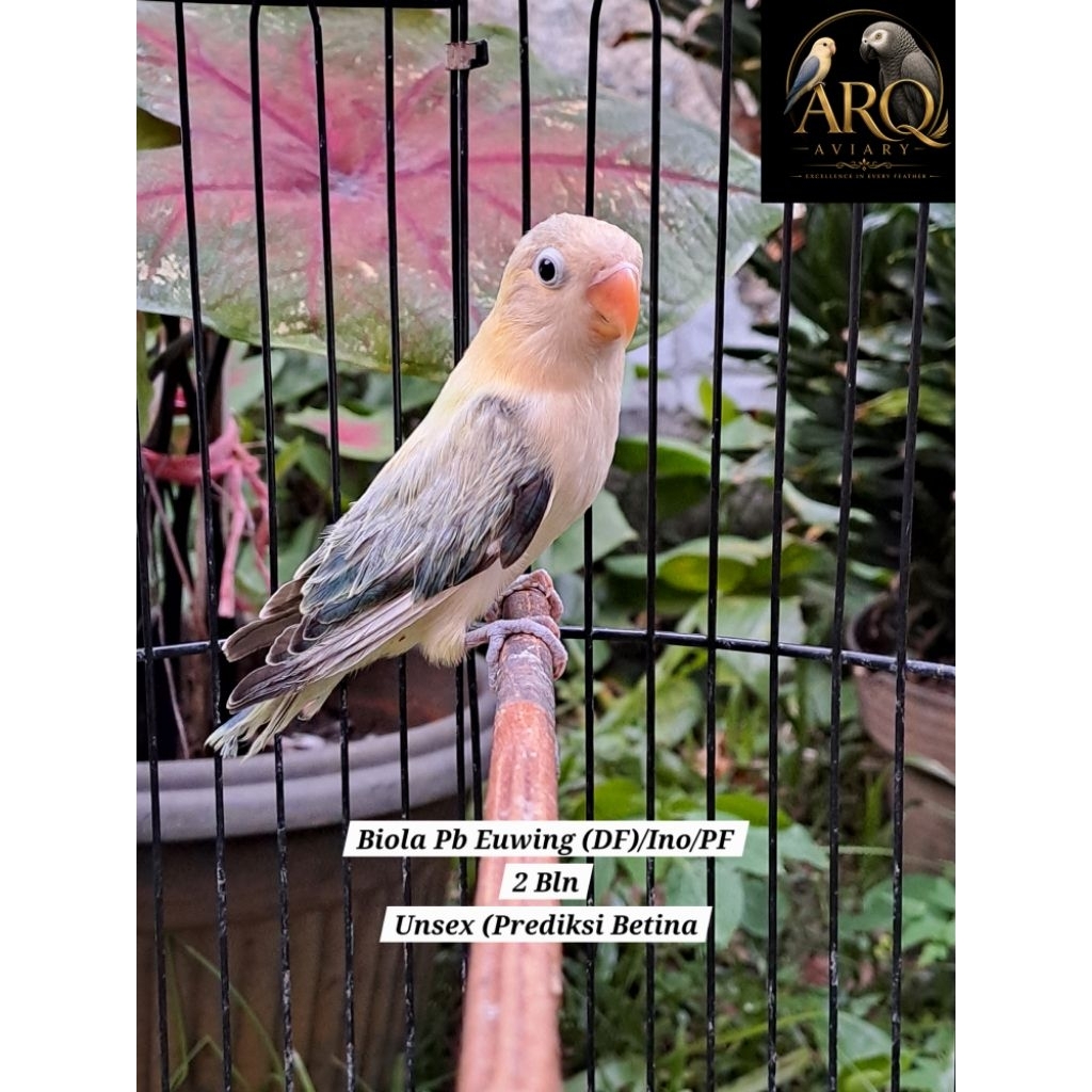 Lovebird Paud Biola Parblue Euwing (DF)/Ino/PF