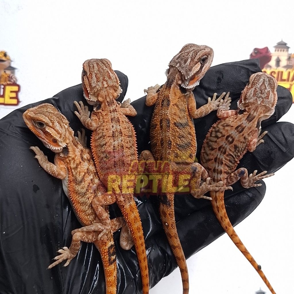 A.R Bearded Dragon Red | bearded dragon