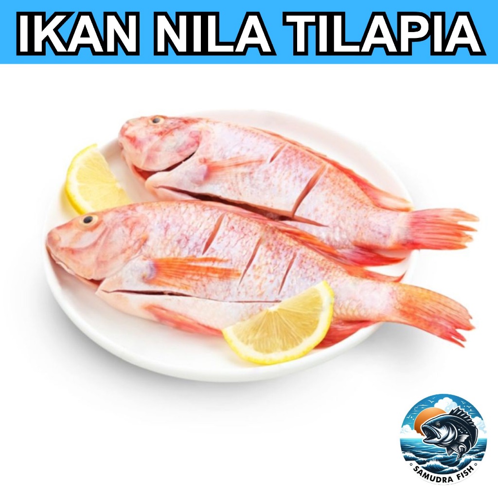 Ikan Nila Tilapia Premium MPASI  Ikan Semarang | Beli Ikan Segar Semarang | Belanja Ikan Semarang