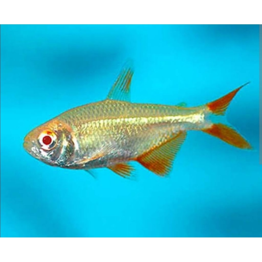 IKAN HIAS BUENOS AIRES ALBINO TETRA HYPHESSOBRYCON ANISITSI BOINES