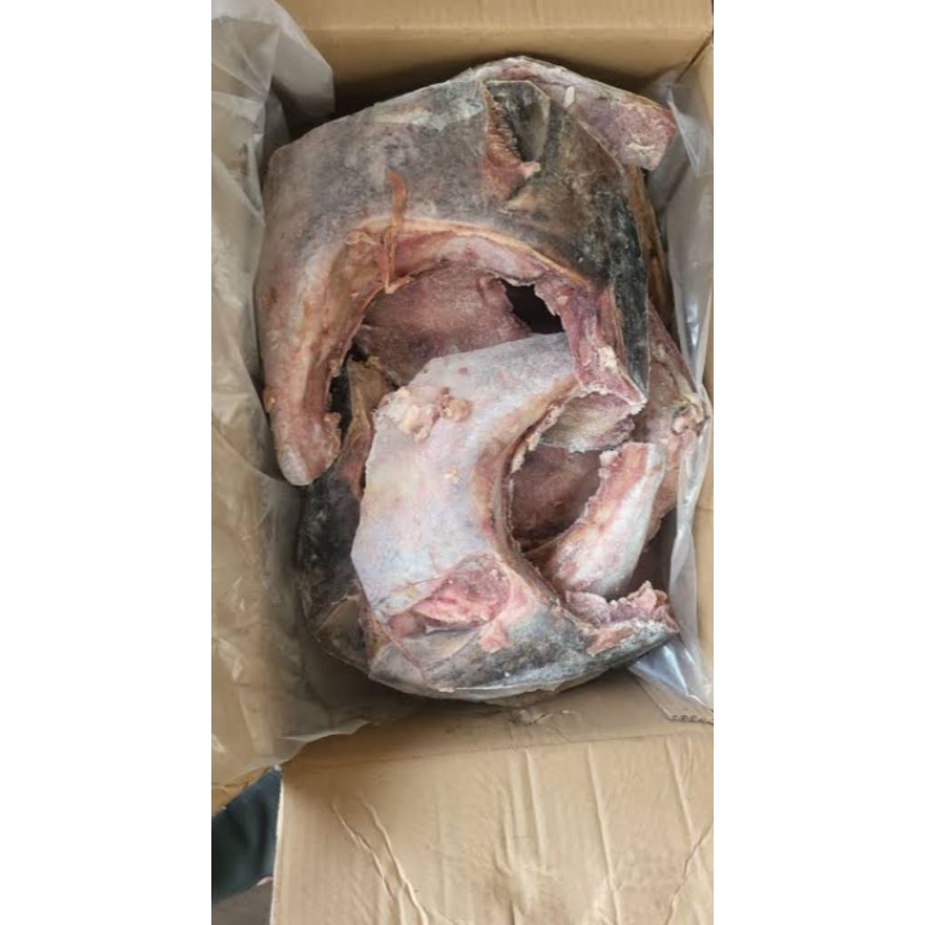 Rahang Tuna