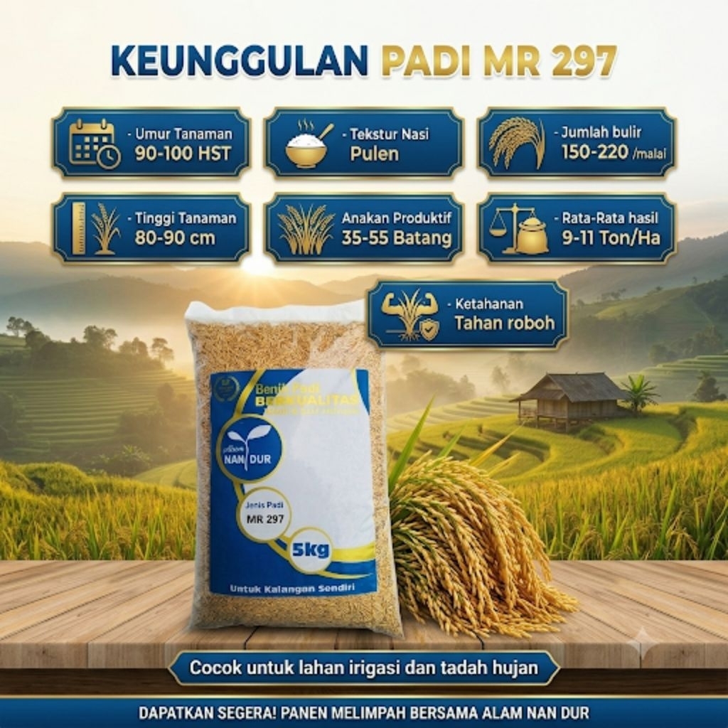 BIBIT | BENIH PADI MR 297 KEMASAN 5KG