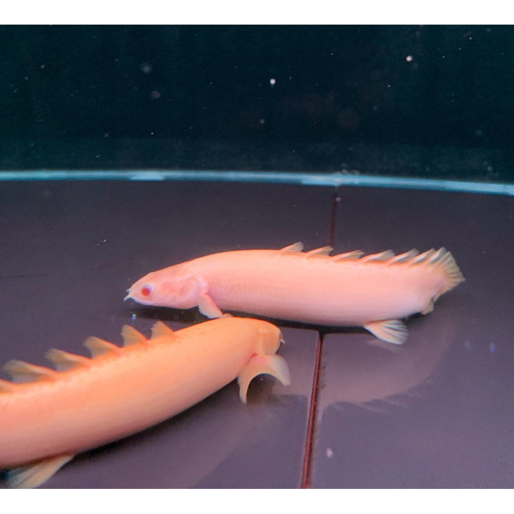 palmas albino (SSB) size 13-15cm