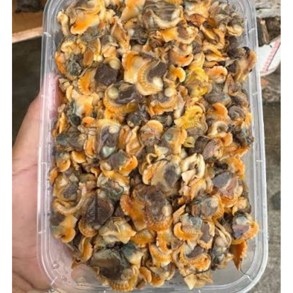 kerang kupas/kerang kocek