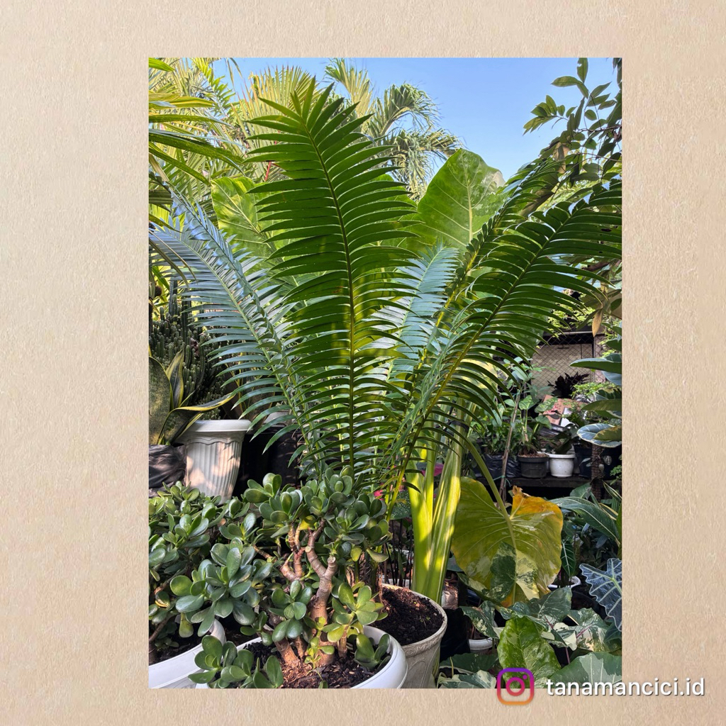 Tanaman hias outdoor palm encephalartos ferox