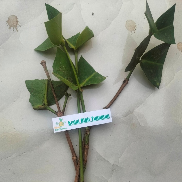 entres jambu air king rose - pucuk tunas jambu air king rose