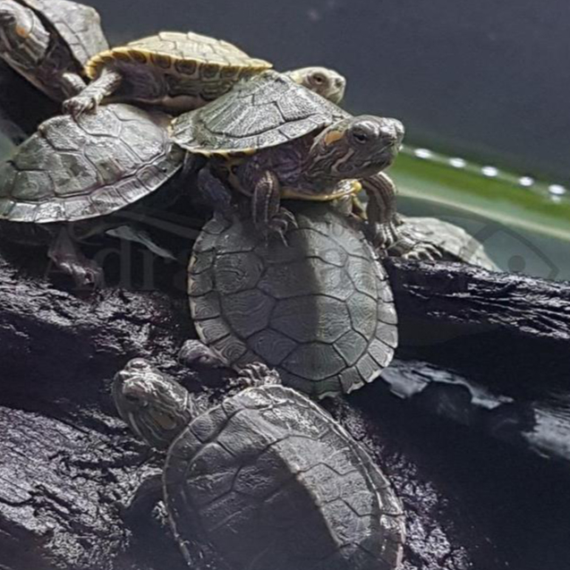 KURA-KURA BRAZIL BRAZILIAN TURTLE BABY KURA KURA BRASIL HIASAN AIR TAWAR AQUARIUM