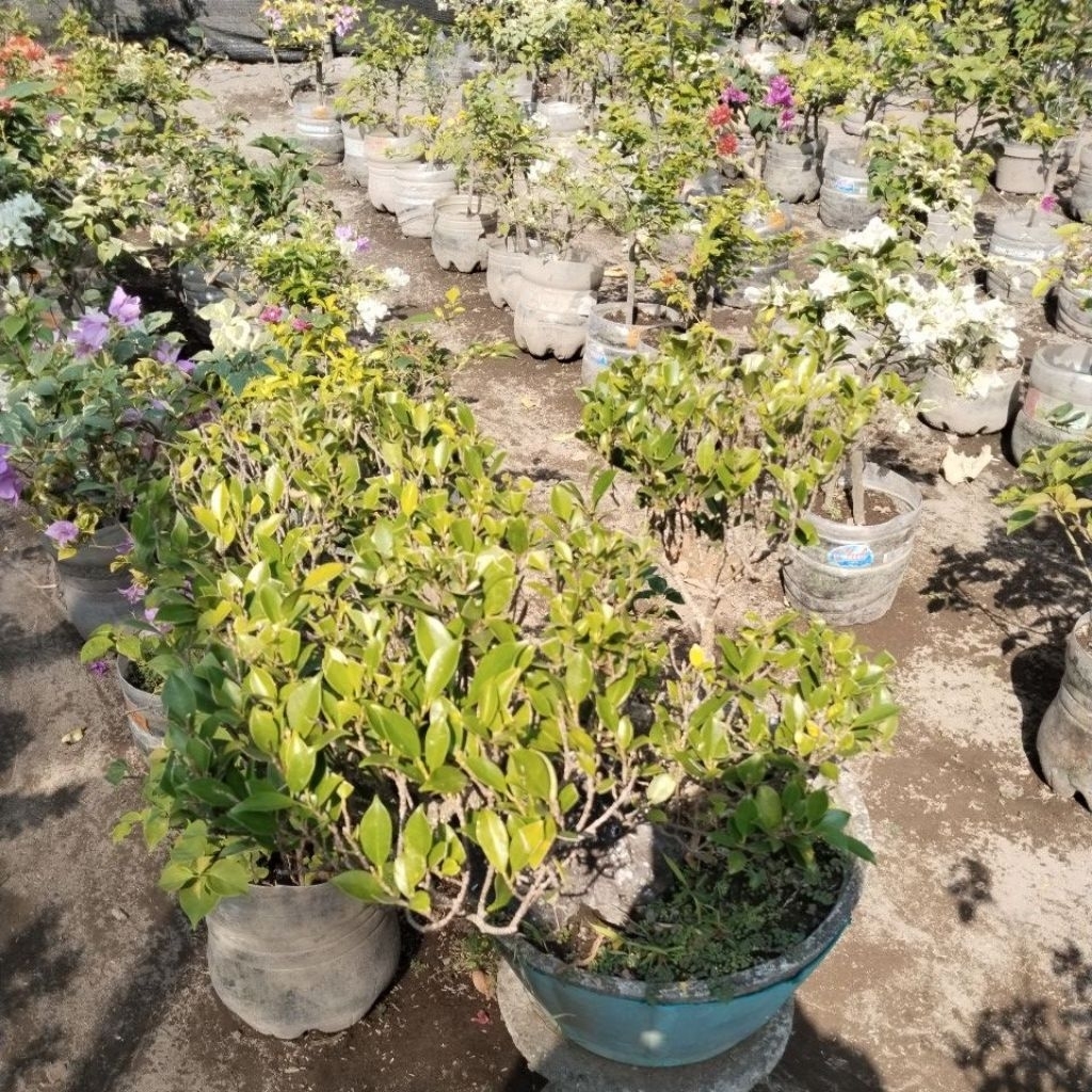 bonsai kimeng