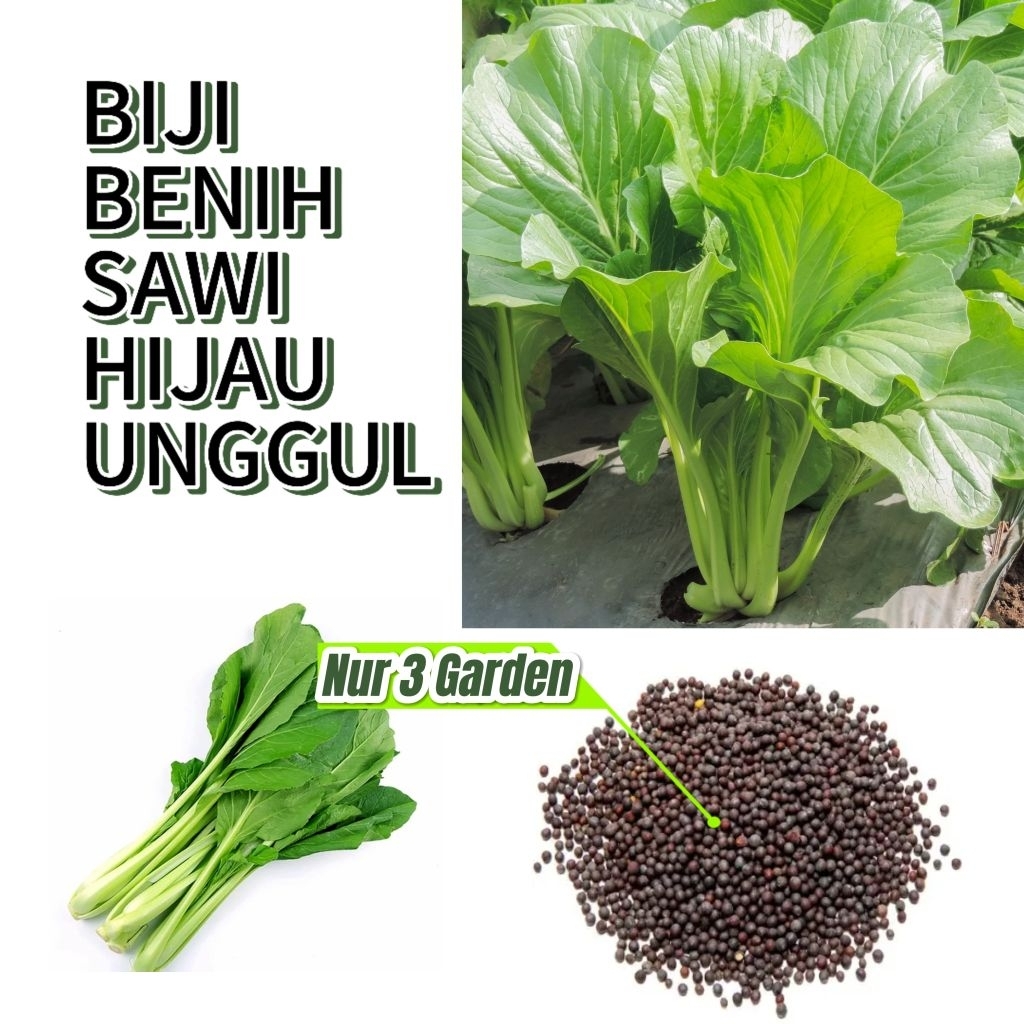 25 gram benih sawi hijau mie ayam / caisim hijau unggul