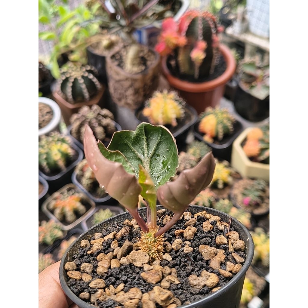 Euphorbia Francoisii Hybrid Maple Mangkok