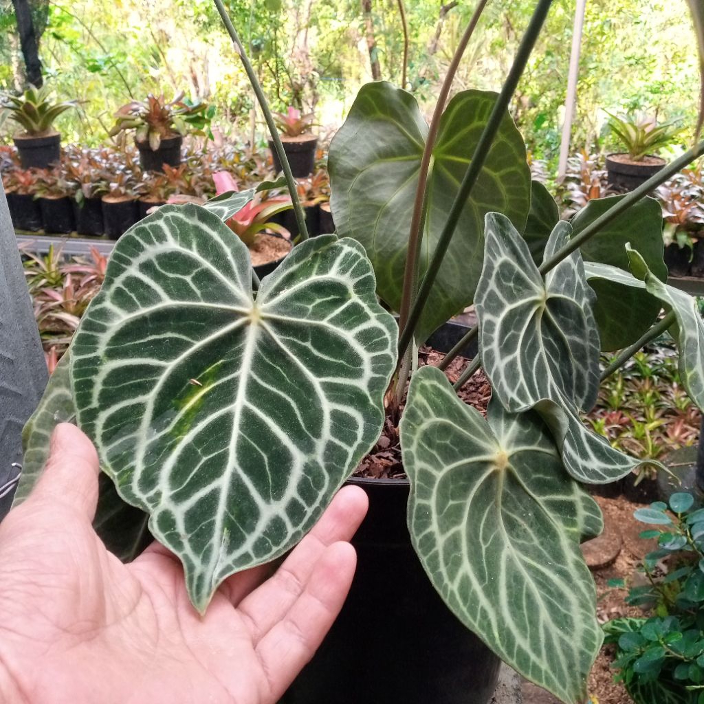 anthurium kuping gajah clarinervium
