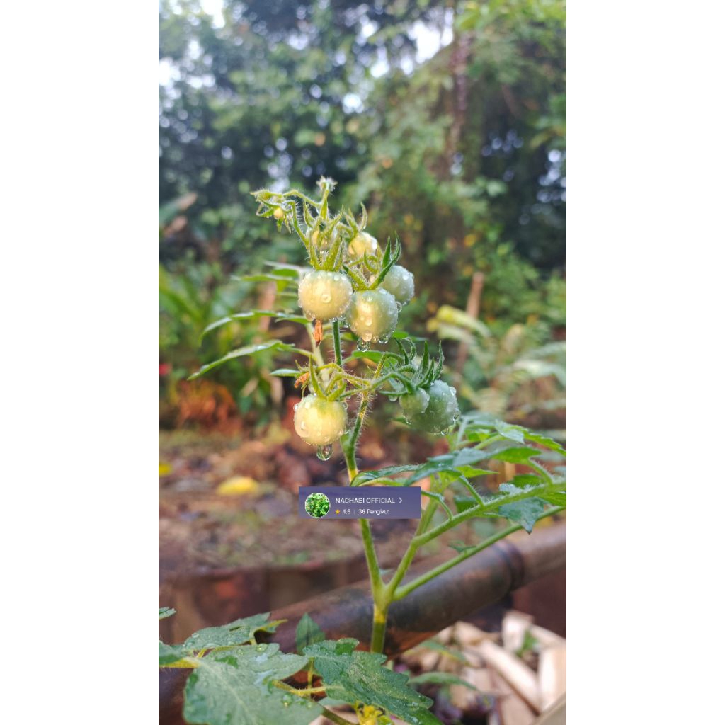 Bibit Tomat Rampai Sudah Berbuah / Rampai Lampung Sudah Berbuah