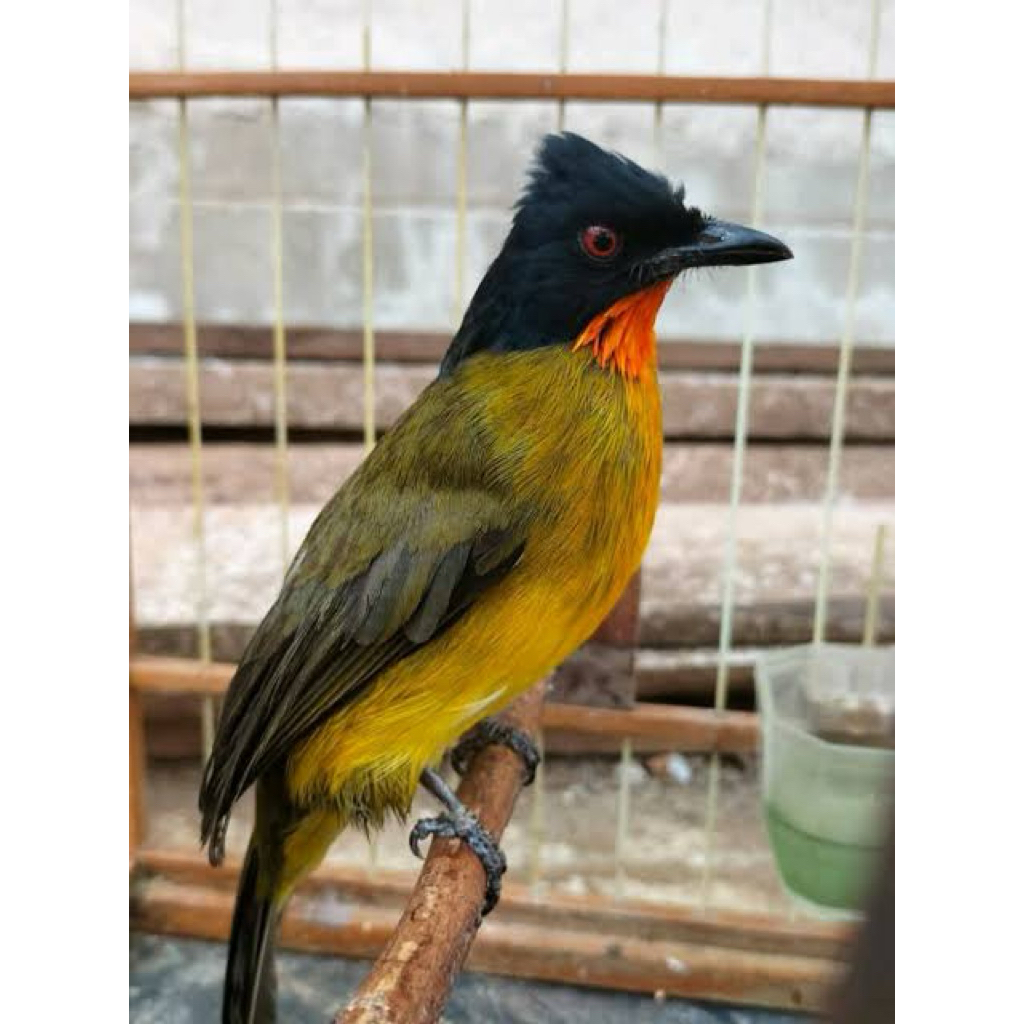 burung kutilang emas