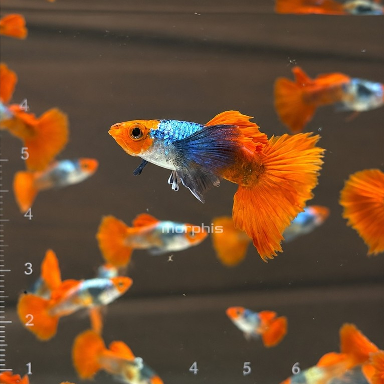 Guppy PRTDE KOI