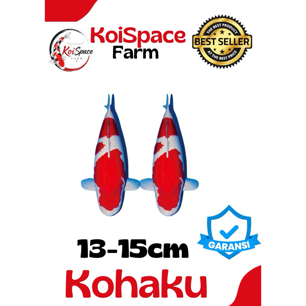 KOHAKU Sepasang Koi Blitar Sz 13-15 cm