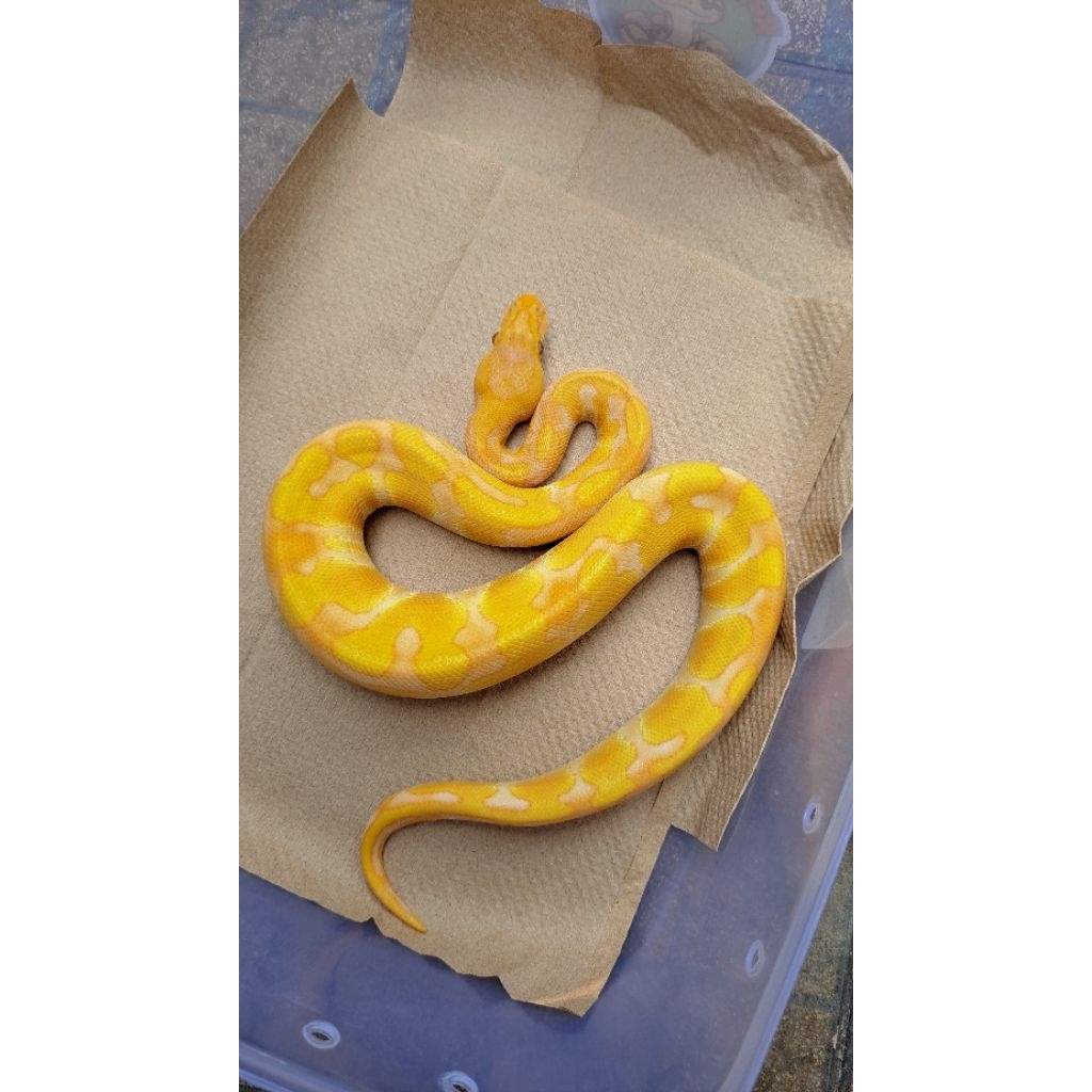 Ball Python Leopard Enchi Lavender Female