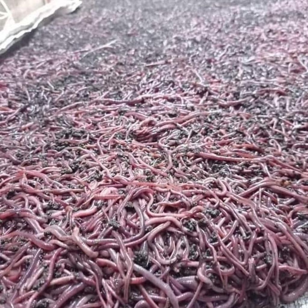 Cacing tanah Merah ANC 100 gram umpan pancing