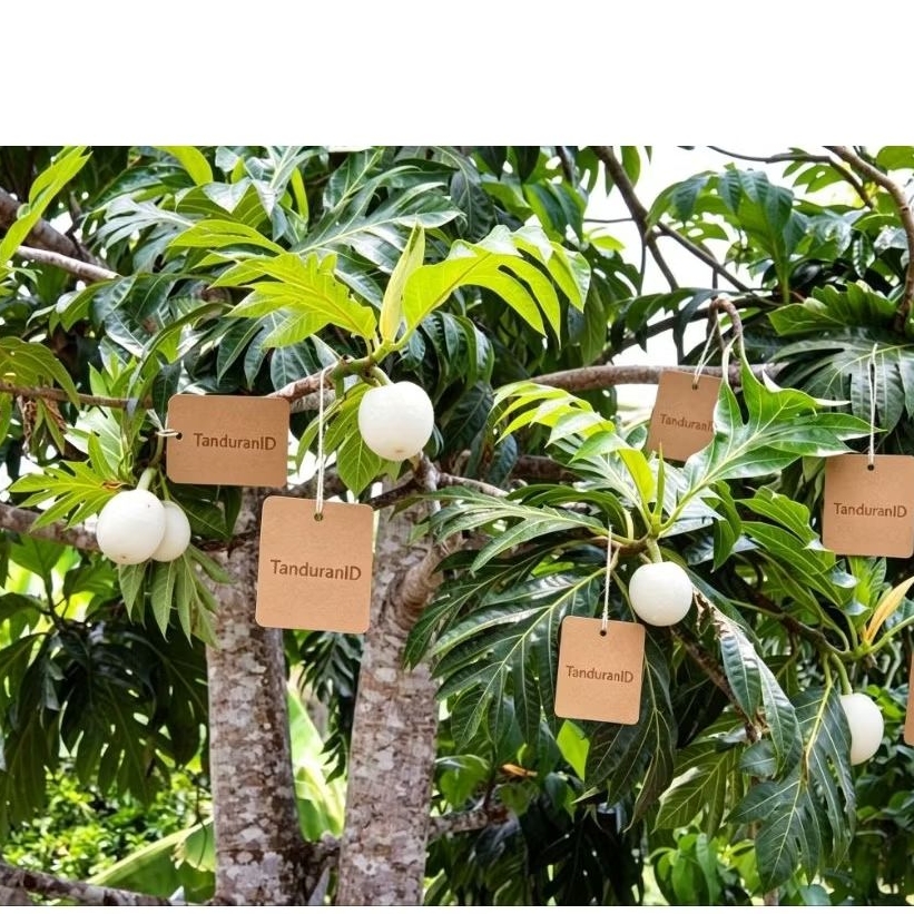 bibit sukun putih ( Buah Warna Putih)