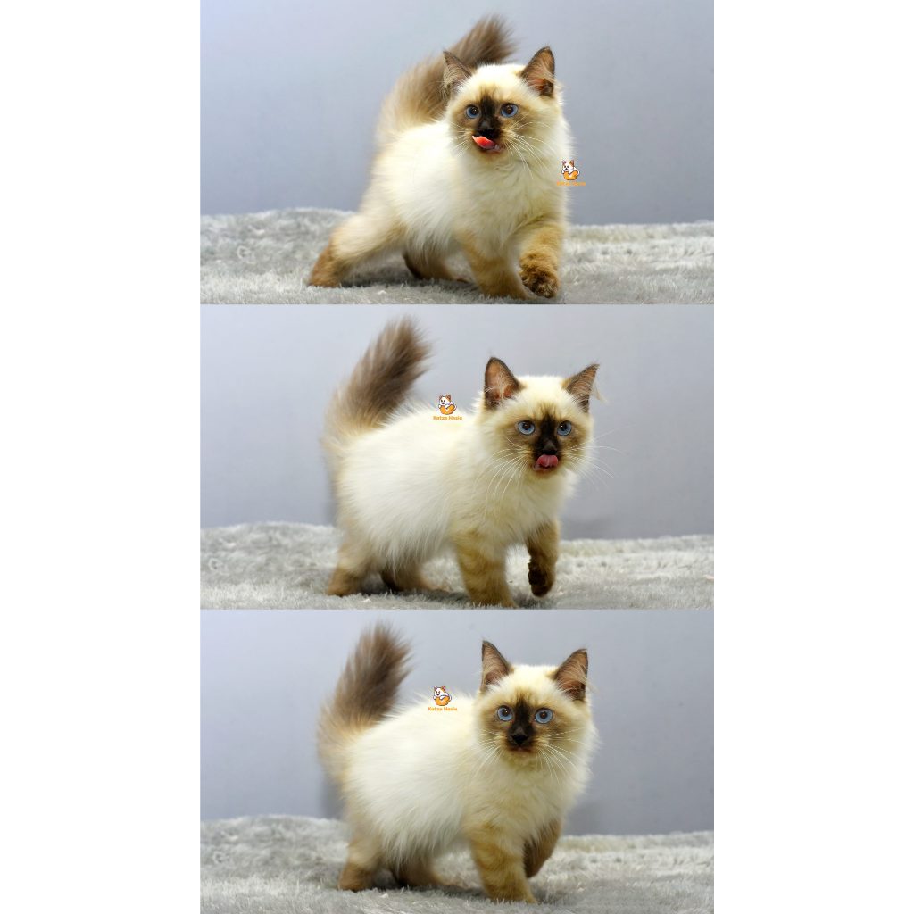 Elmo – Kucing Himalaya 3 Bulan Jantan
