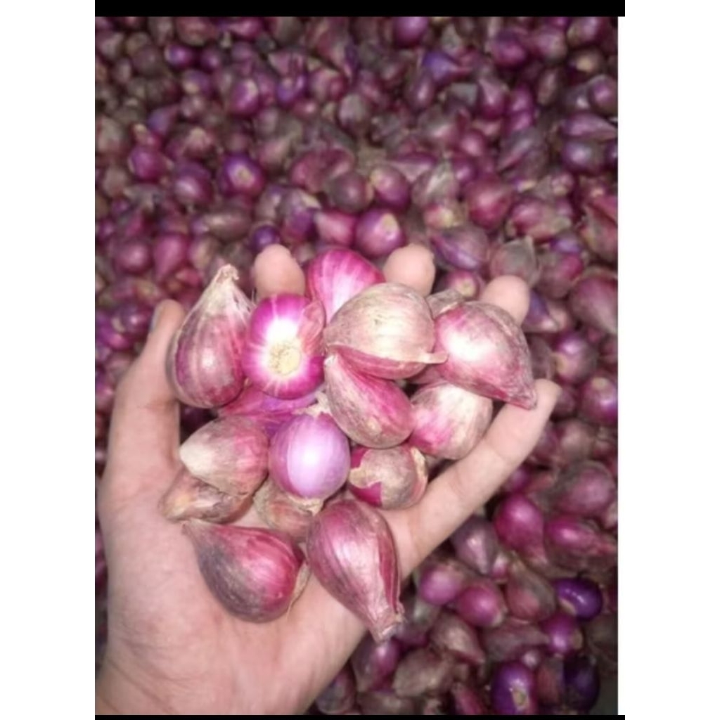 BAWANG MERAH BREBES ASLII BREBES