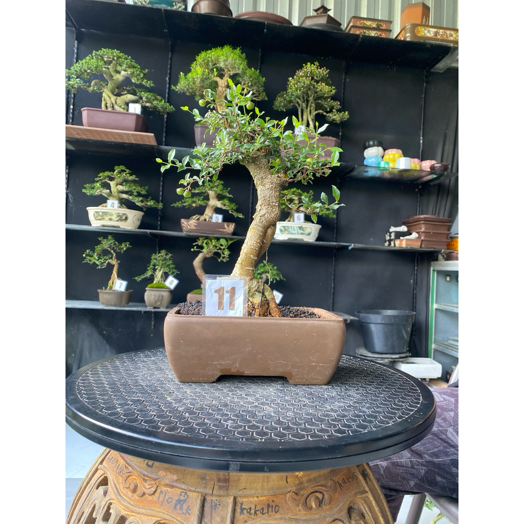 bonsai sakura