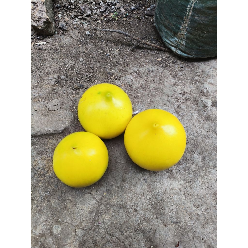 buah abiu new milk