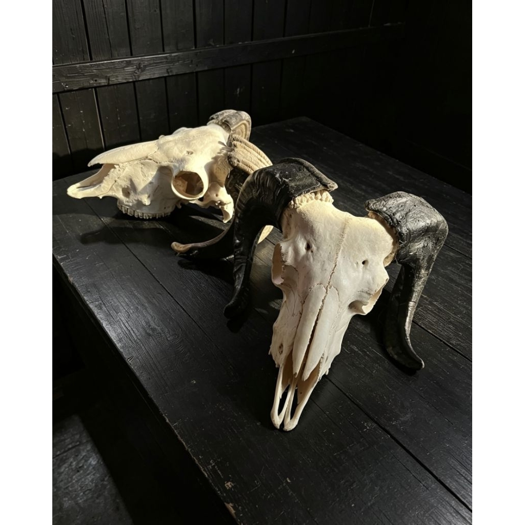 Baphomet tengkorak Kambing