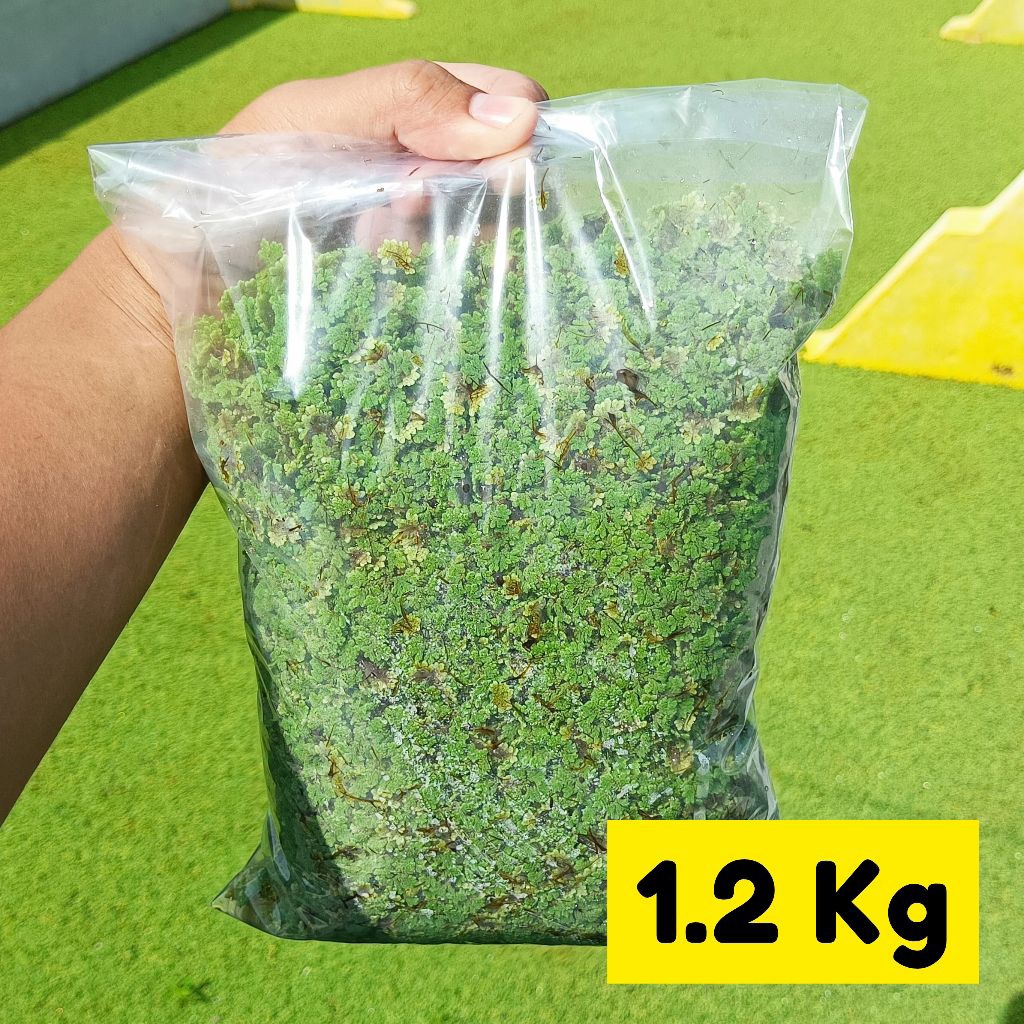 Azolla Segar 1.2 Kg | Bibit Azolla | Pakan Ayam Bebek Puyuh Ikan Lele Nila Gurame Kambing Sapi | Pak