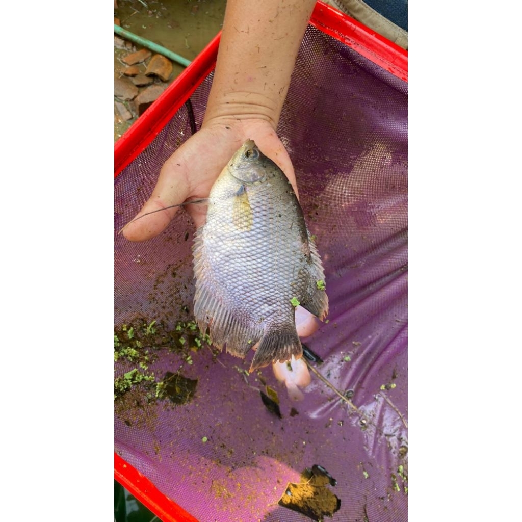 bibit ikan Gurame Soang 4 jari - KUALITAS TERJAMIN dan Garansi