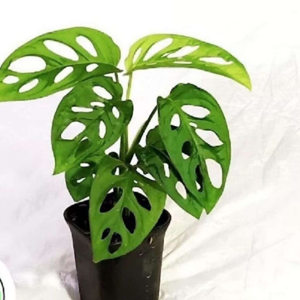 monstera janda bolong - tanaman hias monstera janda bolong