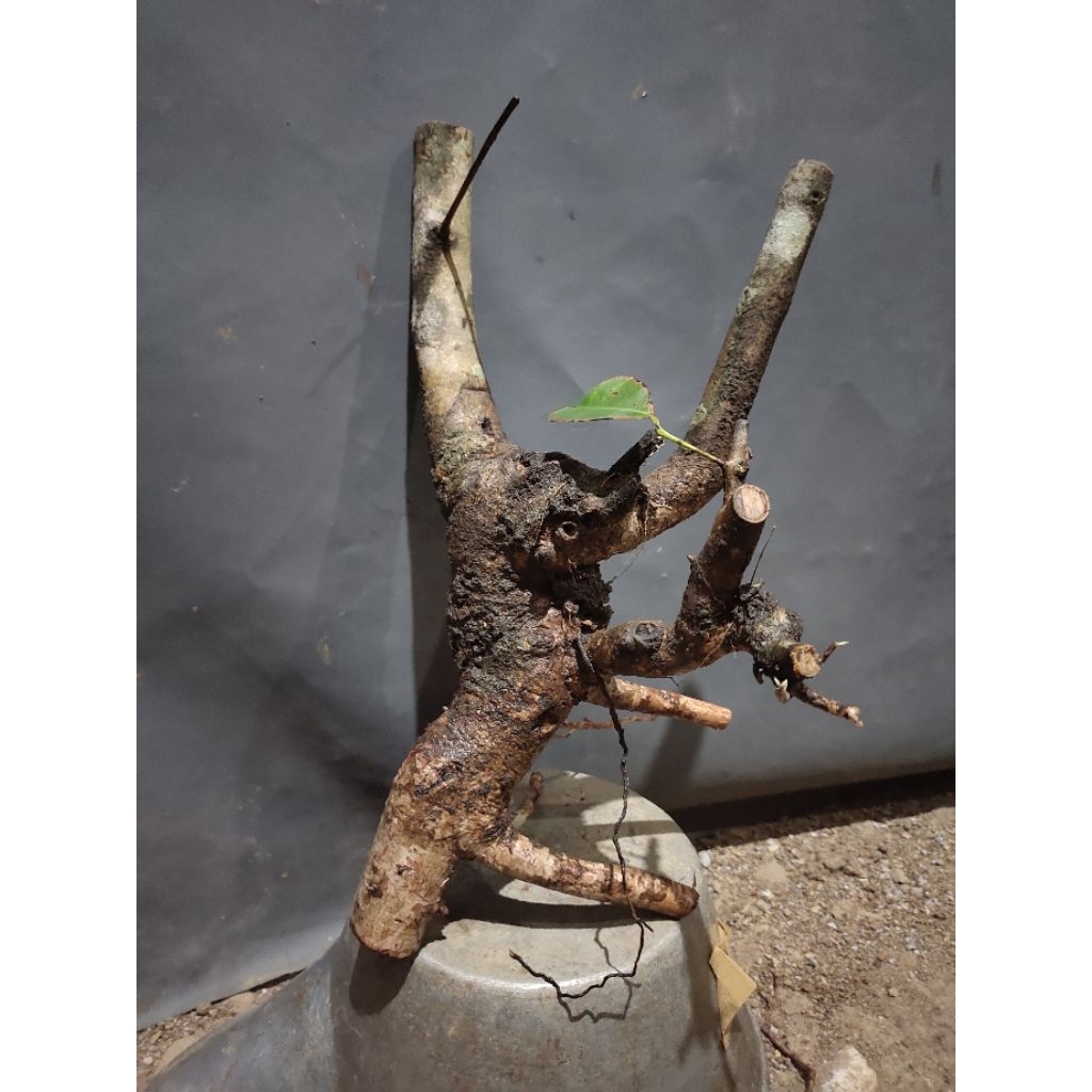 bahan bonsai dongkelan juwet Jamblang hitam realpic sesuai gambar
