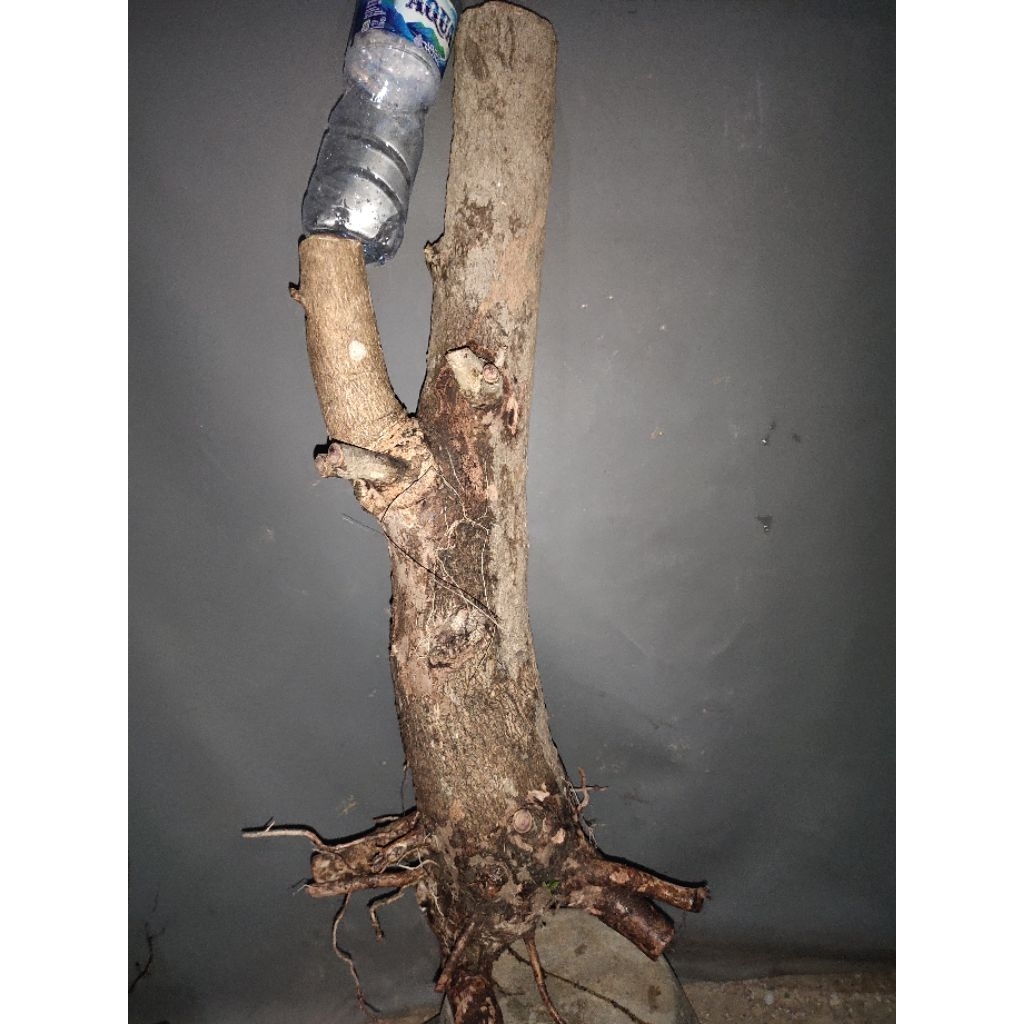 bahan bonsai dongkelan juwet Jamblang hitam realpic sesuai gambar