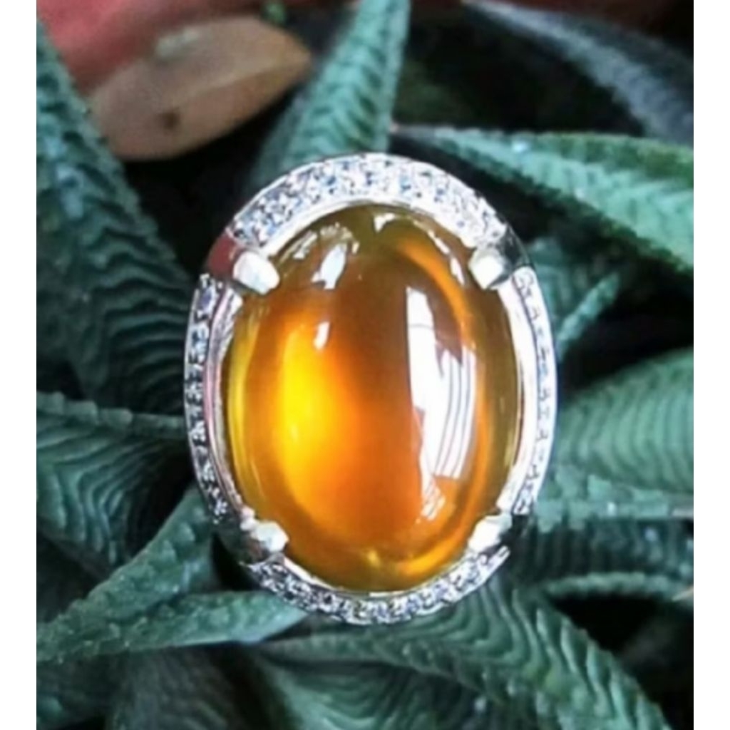 Yellow Obi bacan obi kuning nukleus size kantoran