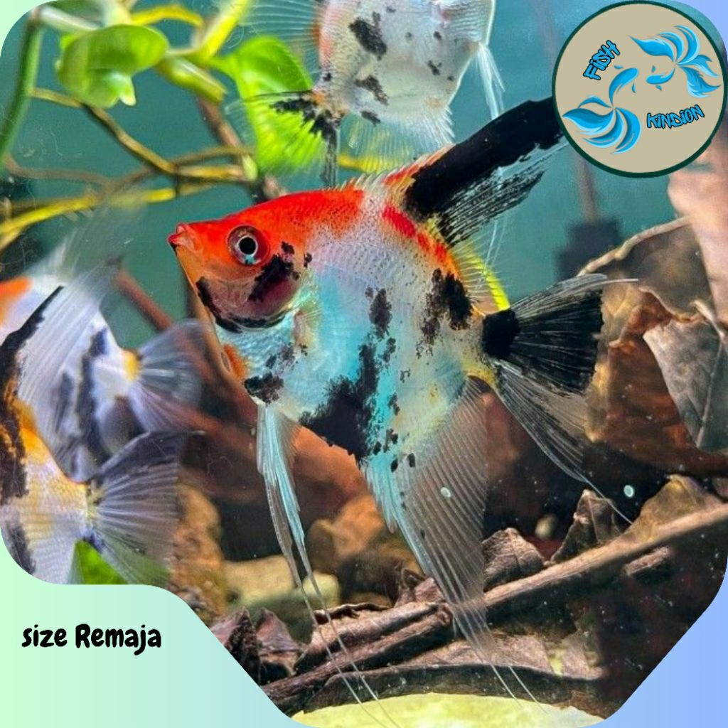 Ikan Manfish Red Koi - Angelfish Eksklusif