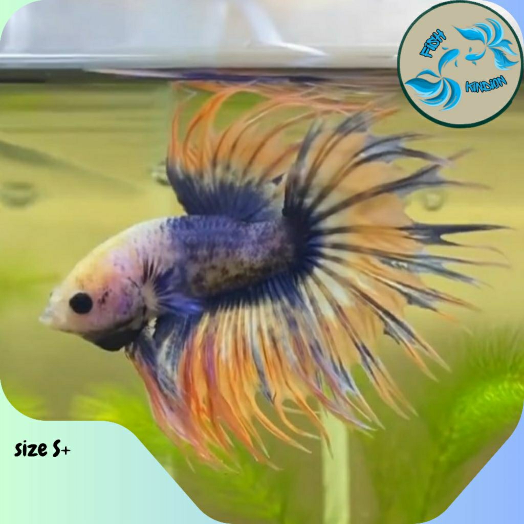 Ikan Cupang Crowntail Yellow Dragon