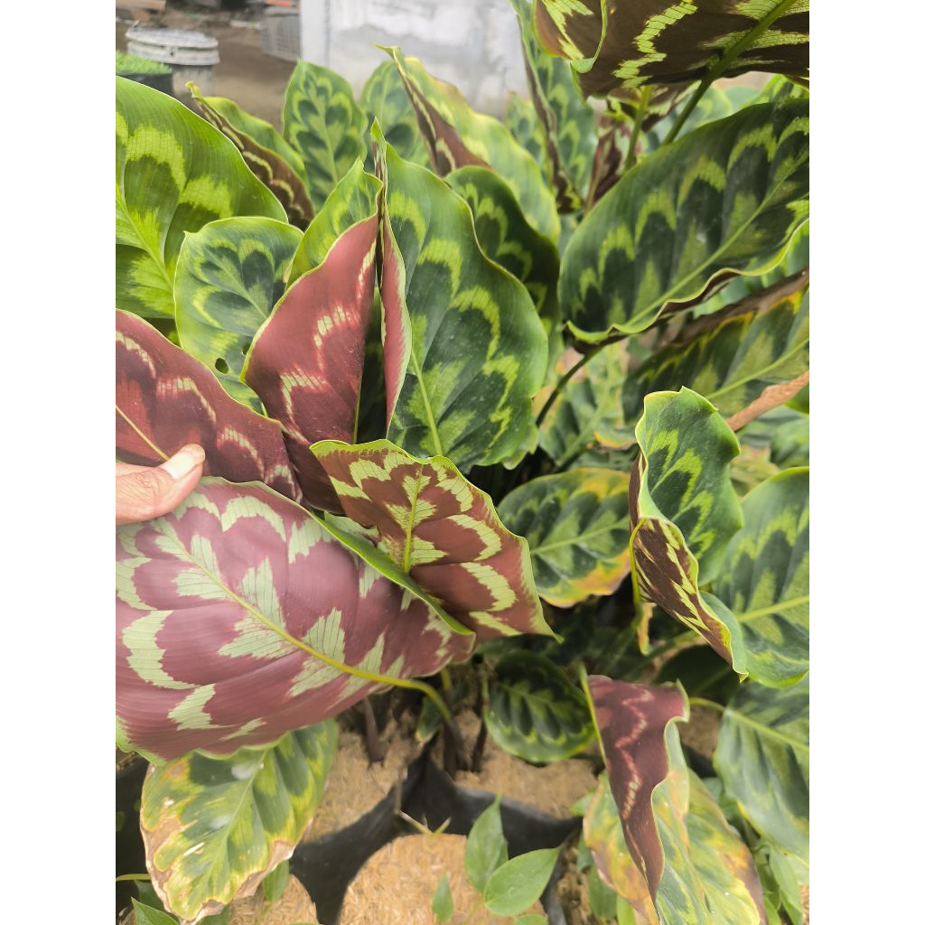 Calathea Merak (Peacock Plant)