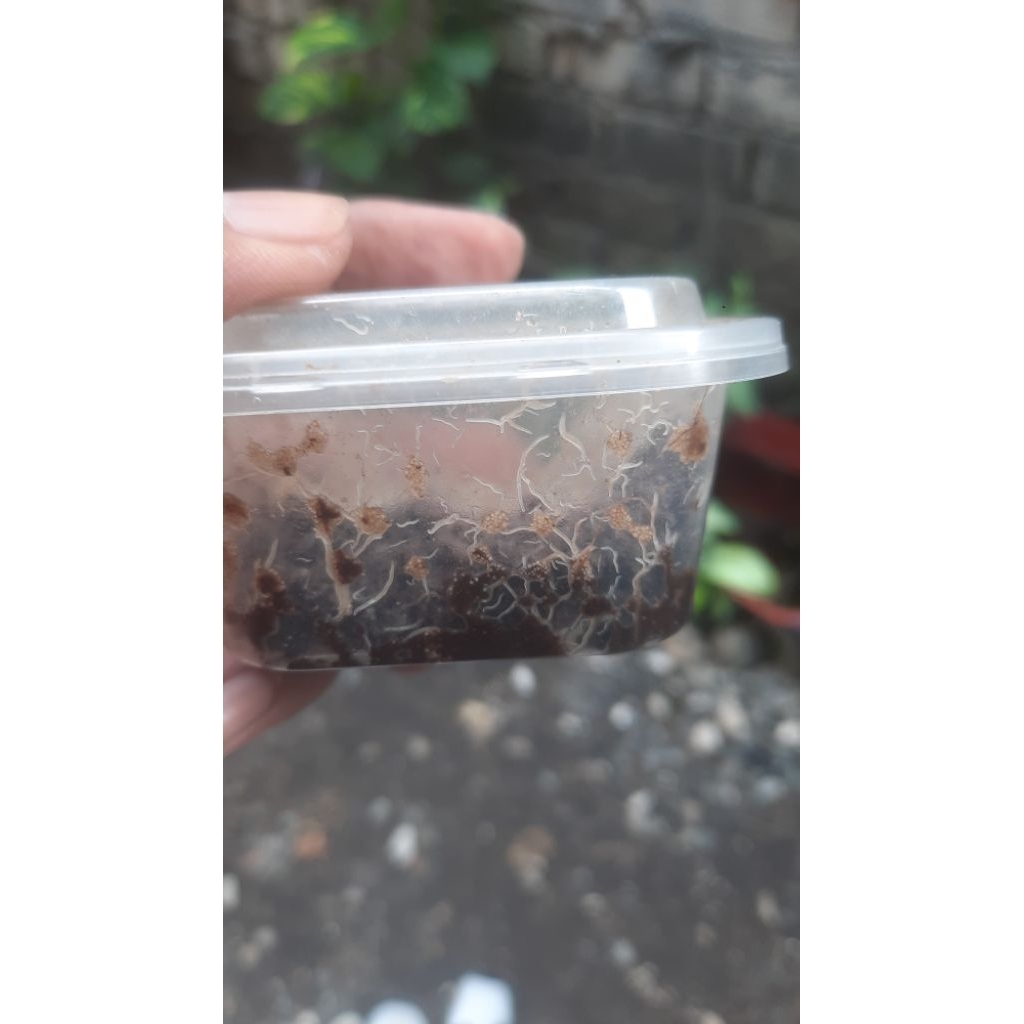 Grindal worm/Cacing grindal