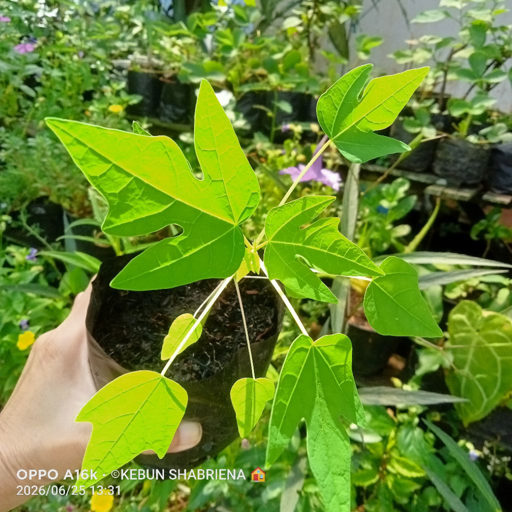PEPAYA HAWAI. Bibit Tanaman Buah Pepaya Hawai.