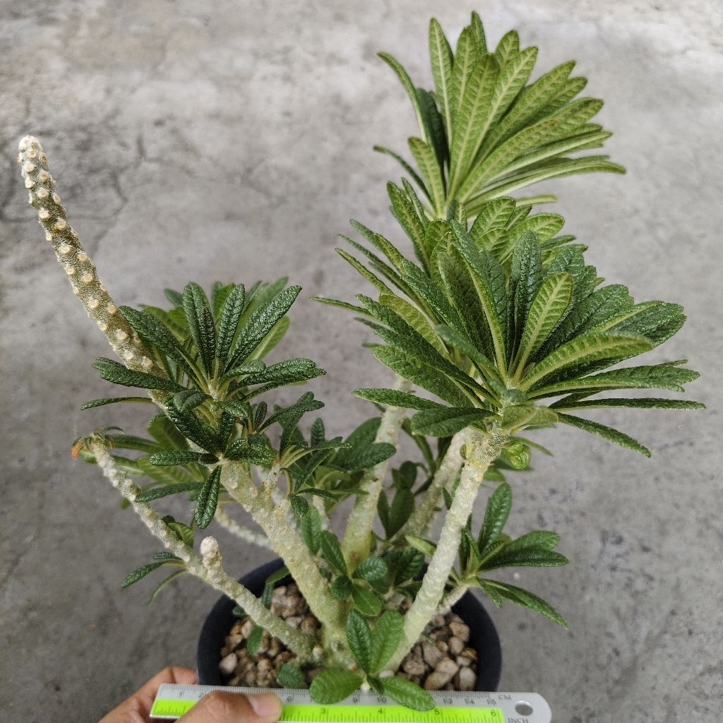 Tanaman Caudex Dorstenia gigas dari biji size besar