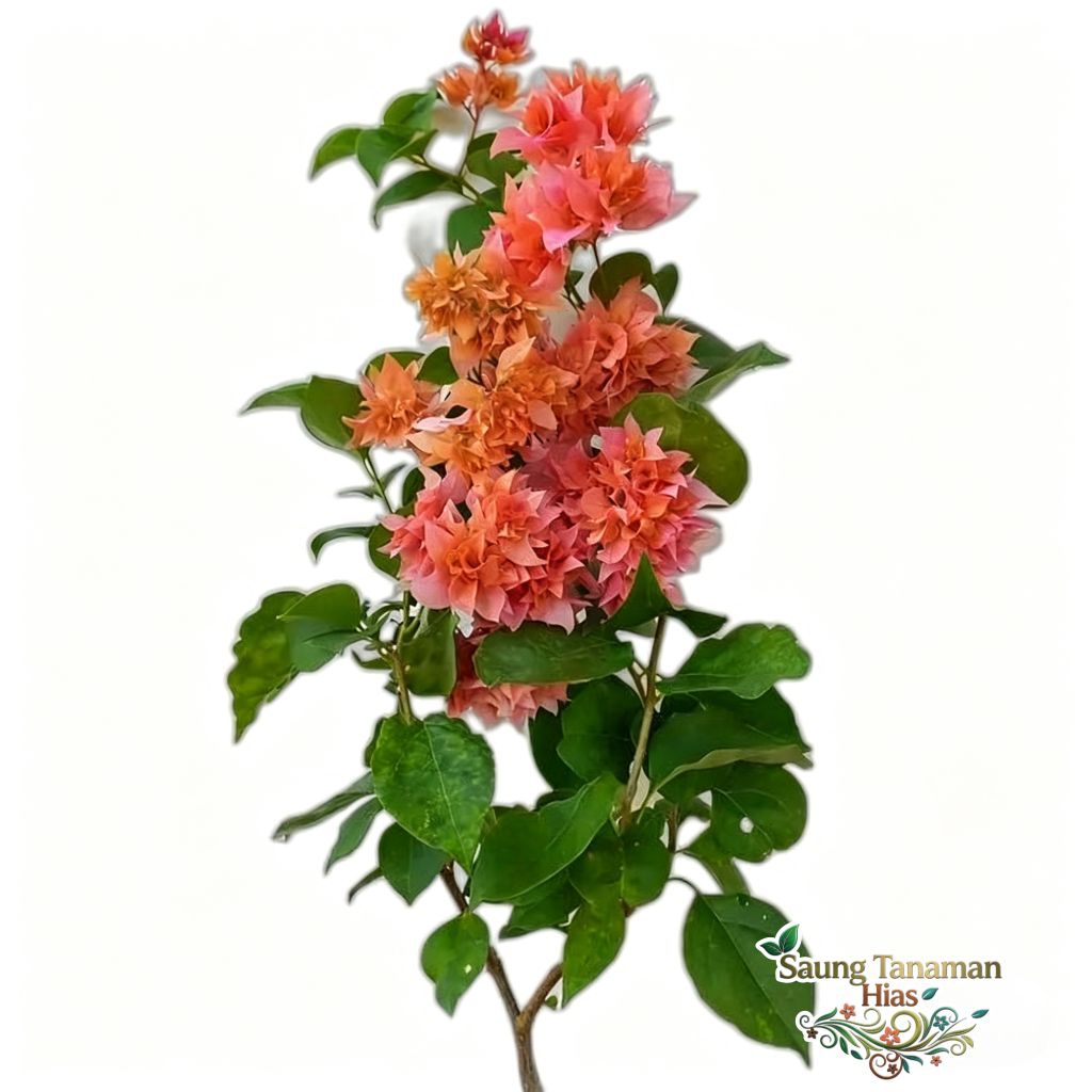 tanaman Hias bibit Bougenville Hawai bunga Orens - Bougenville Hawai