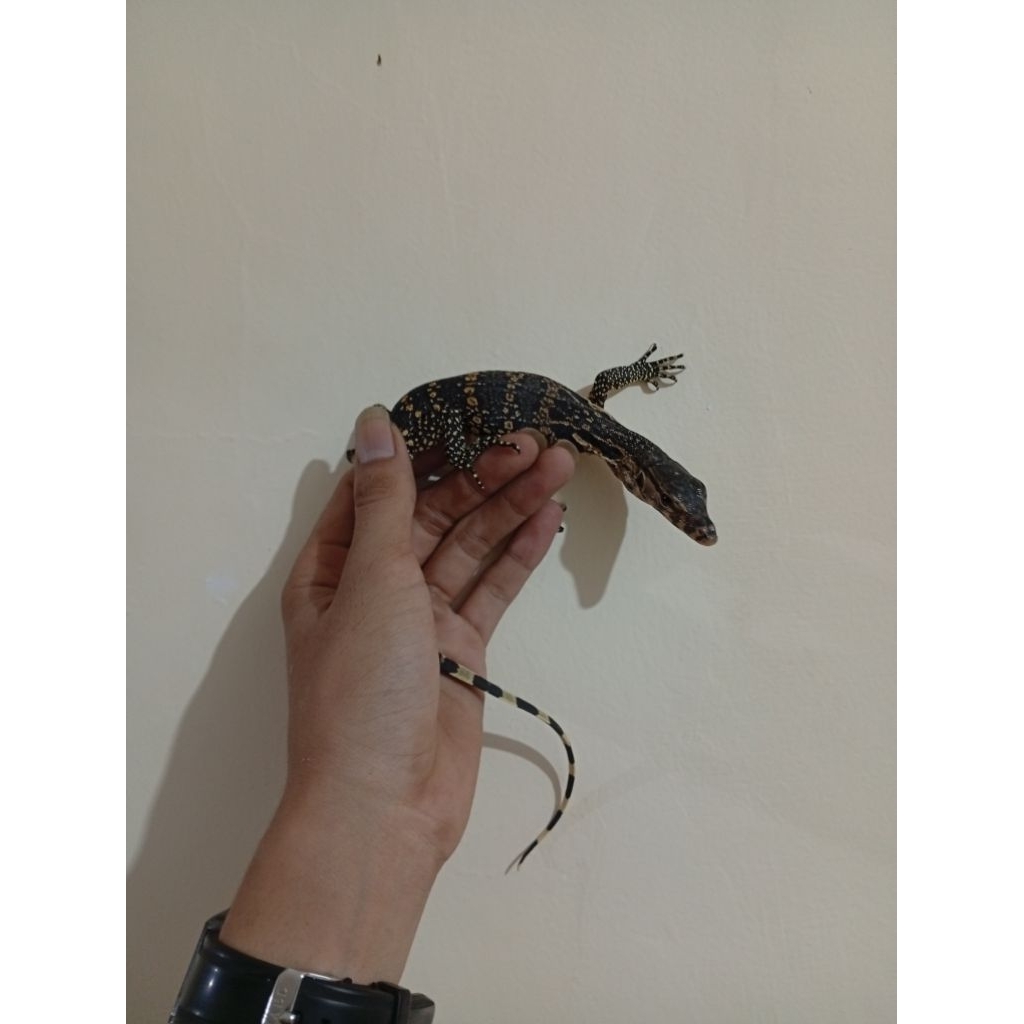 Baby salva (varanus salvator)