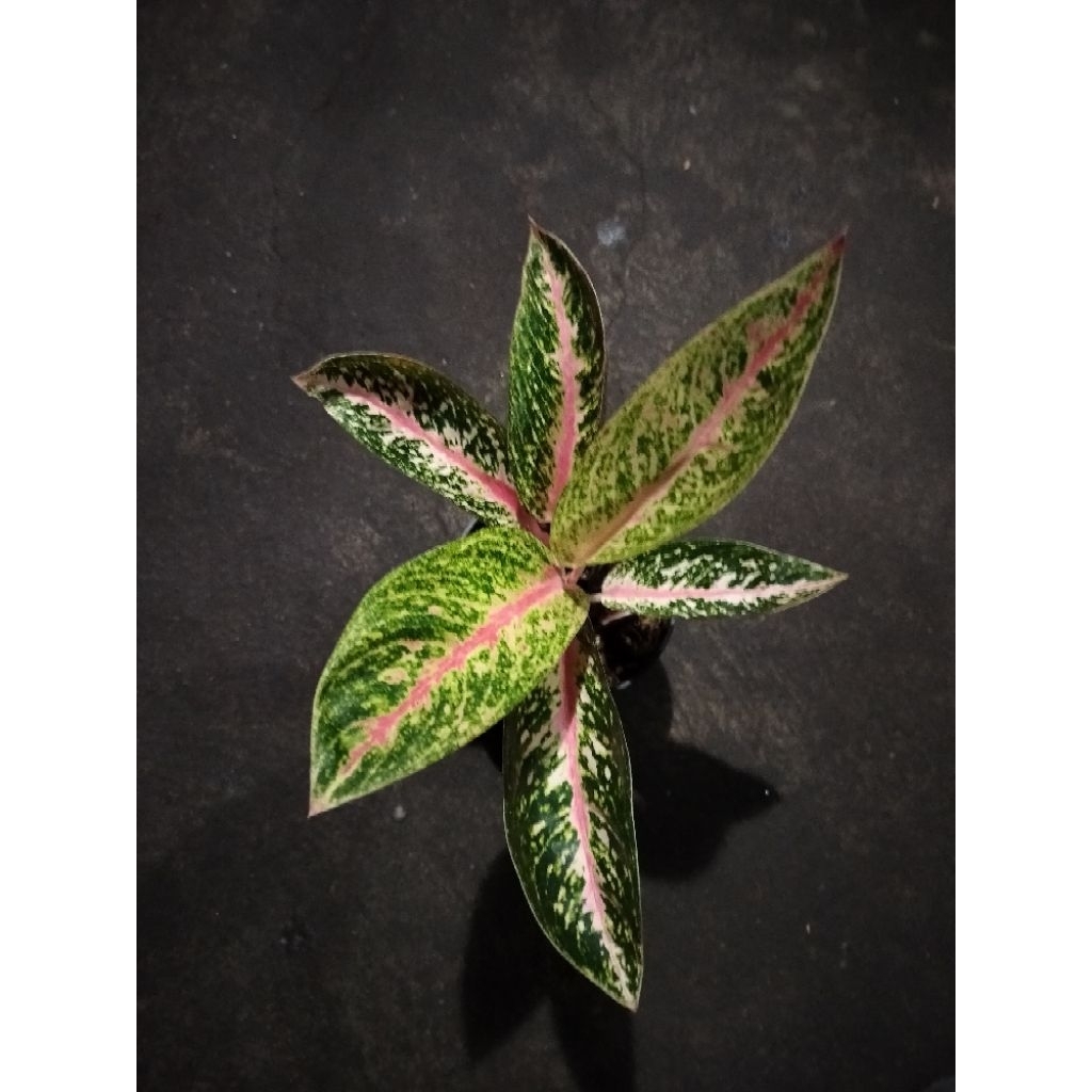 tanaman hias aglaonema / aglonema fitri