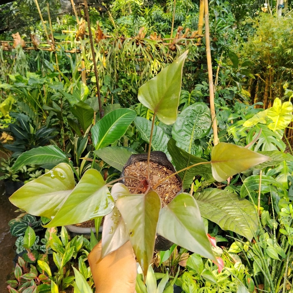 Tanaman hias keladi Homalomena Black - caladium keladi hitam