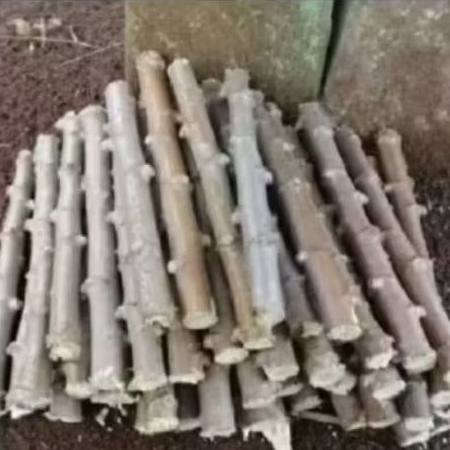 1 kg bibit stek ubi kayu ubi singkong