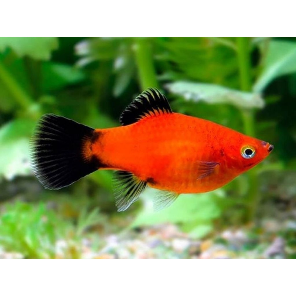 Platy Sunset, Platy Tuxedo, Platy Micky Mouse Hiasan Akuarium